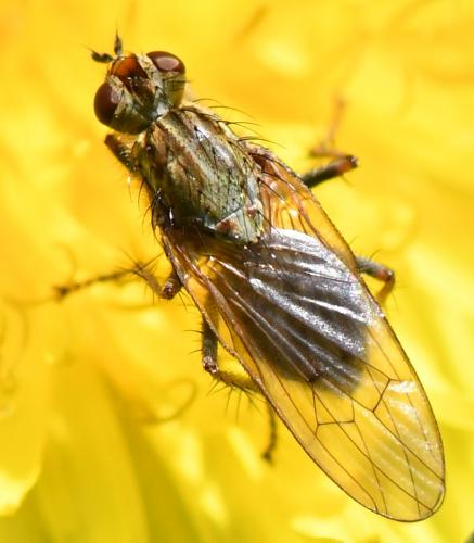 Réf. 279 297 : Scathophaga stercoraria